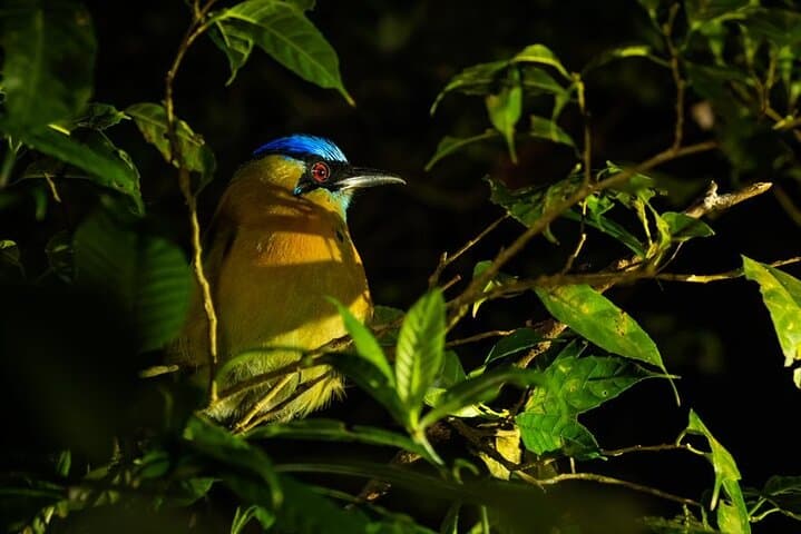 Monteverde Night Walk: Guided Cloud Forest Nocturnal Wildlife Tour photo 3