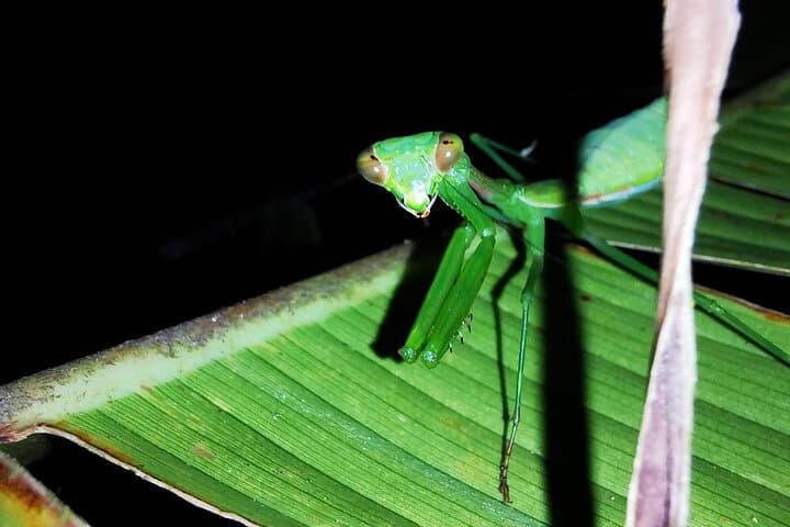 Monteverde Night Walk: Guided Cloud Forest Nocturnal Wildlife Tour photo 4