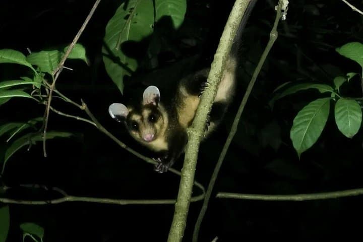 Monteverde Night Walk: Guided Cloud Forest Nocturnal Wildlife Tour photo 5