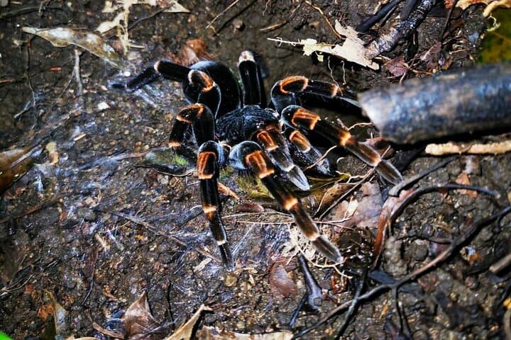Monteverde Night Walk: Guided Cloud Forest Nocturnal Wildlife Tour photo 6