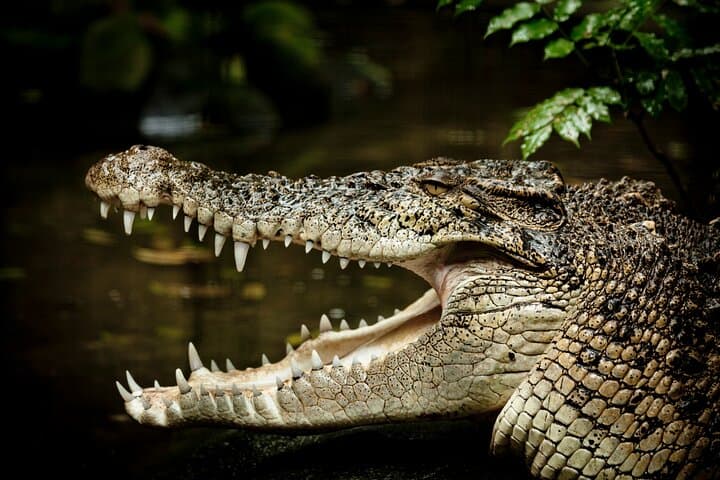 Daintree Rainforest Day Tour from Port Douglas: Mossman Gorge, Daintree River & Cape Tribulation photo 6