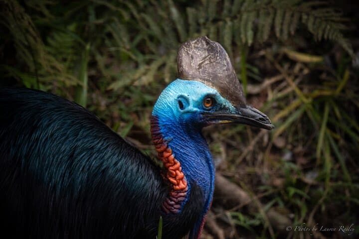 Daintree Rainforest Day Tour from Port Douglas: Mossman Gorge, Daintree River & Cape Tribulation photo 2