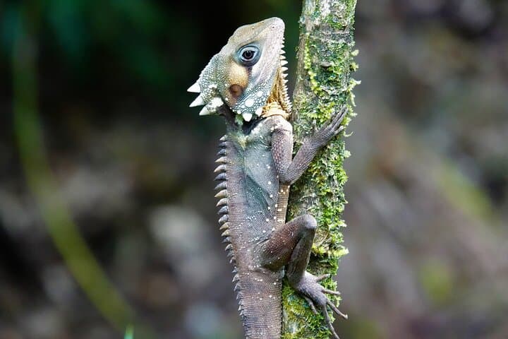 Daintree Rainforest Day Tour from Port Douglas: Mossman Gorge, Daintree River & Cape Tribulation photo 5