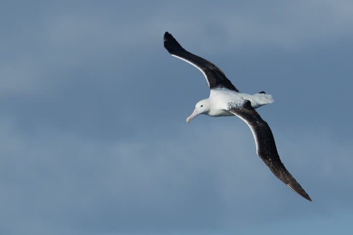 Half-Day Private Dunedin City, Sights & Wildlife Tour on the Otago Peninsula photo 3