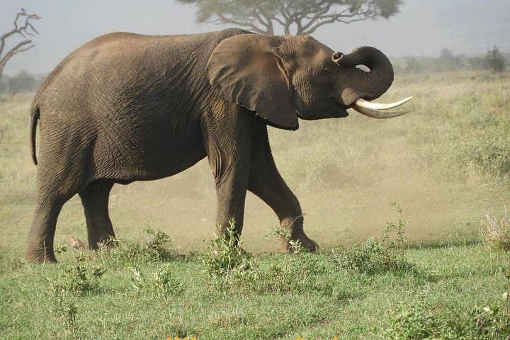 Amboseli Day Safari from Nairobi: Kilimanjaro Views & Elephant Game Drives photo 2
