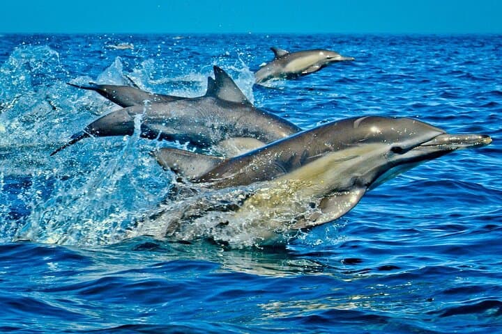 Nungwi Dolphin & Turtle Tour with Sunset Dhow Cruise — Swim with Turtles and Sunset Snorkel in Zanzibar photo 2