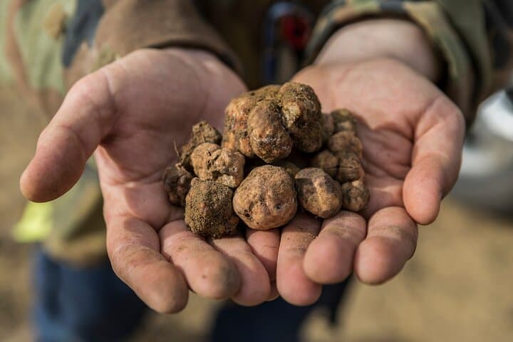 Truffle Hunting & Chianti Wine Tasting: A Tuscan Forage and Lunch Experience