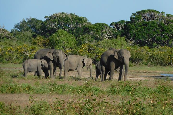 Yala Outside Safari & Situlpawwa Temple: All-Inclusive Wildlife Day Trip photo 2