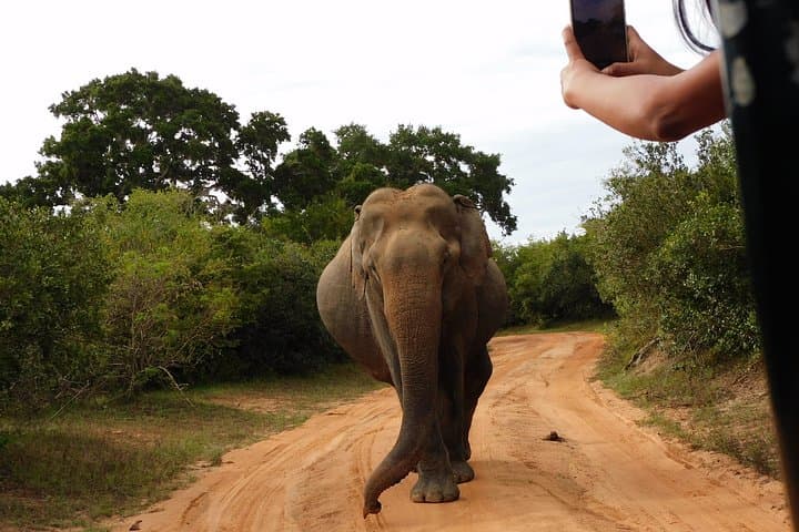 Udawalawe Safari and Elephant Orphanage Tour from Hambantota Port photo 3