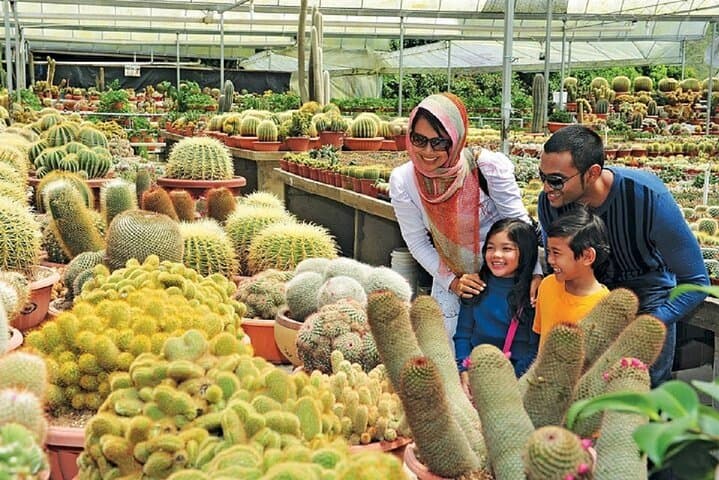 Cameron Highlands Day Trip from Kuala Lumpur — Tea Estates, Strawberry Picking & Waterfalls