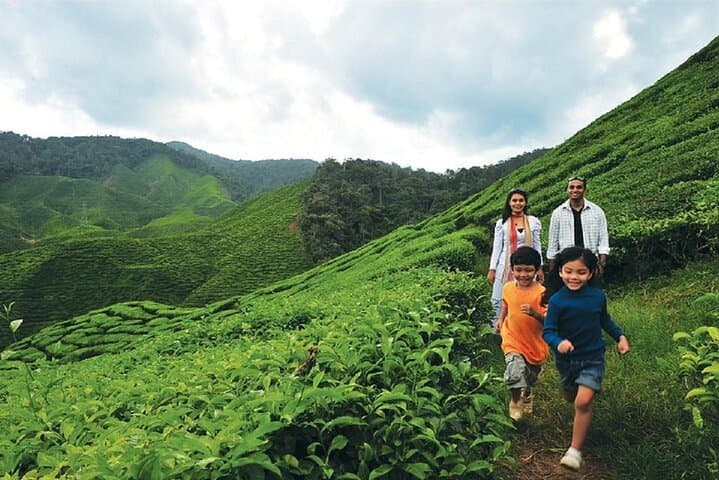 Cameron Highlands Day Trip from Kuala Lumpur — Tea Estates, Strawberry Picking & Waterfalls photo 3