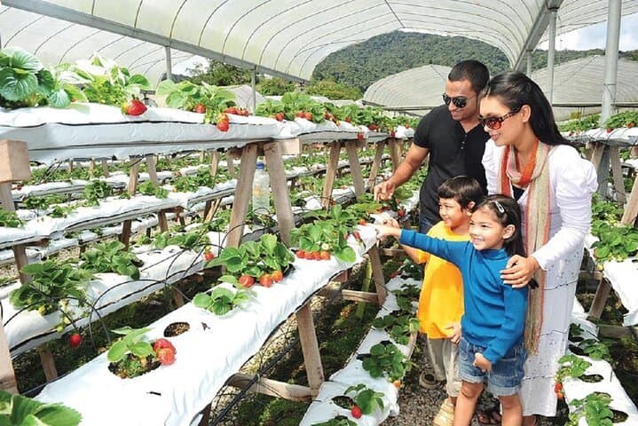 Cameron Highlands Day Trip from Kuala Lumpur — Tea Estates, Strawberry Picking & Waterfalls photo 2