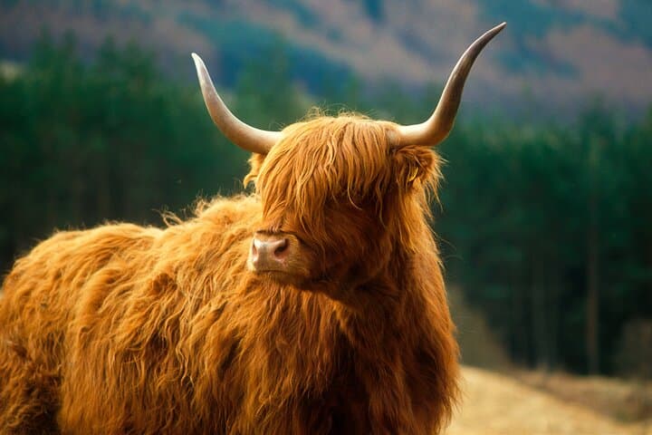 Full-Day Private Isle of Skye Tour from Inverness — Old Man of Storr, Eilean Donan & Loch Ness photo 5