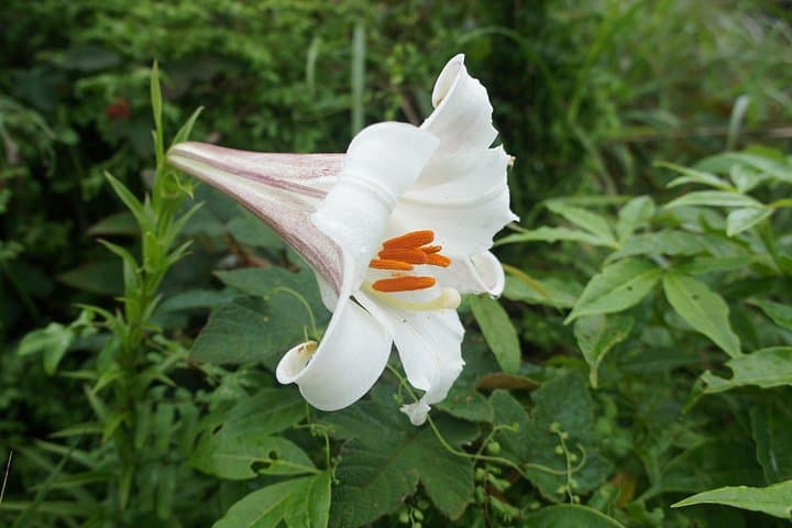 Ma On Shan Highland Hike: Ngong Ping Plateau Overlooking Sai Kung photo 3