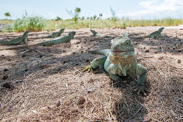 Half-Day Snorkel & Island Hop to Iguana Island and Half Moon Bay, Providenciales photo 2