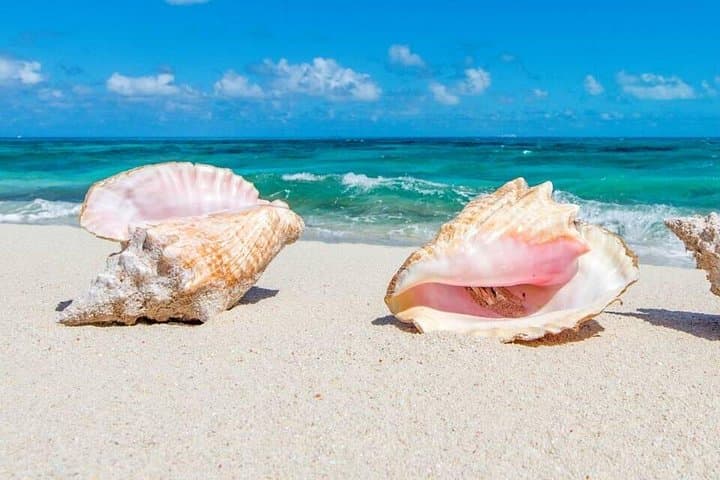 Half-Day Snorkel & Island Hop to Iguana Island and Half Moon Bay, Providenciales photo 4