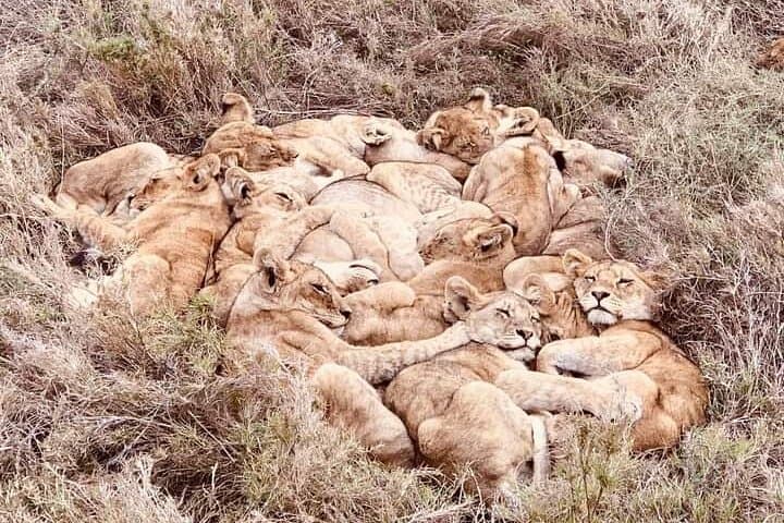 Chobe National Park Day Trip from Victoria Falls – Boat Safari & Game Drive