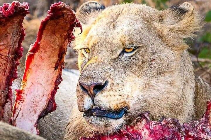 Chobe National Park Day Trip from Victoria Falls – Boat Safari & Game Drive photo 2