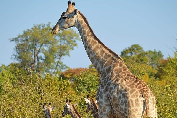 Chobe National Park Day Trip from Victoria Falls – Boat Safari & Game Drive photo 3