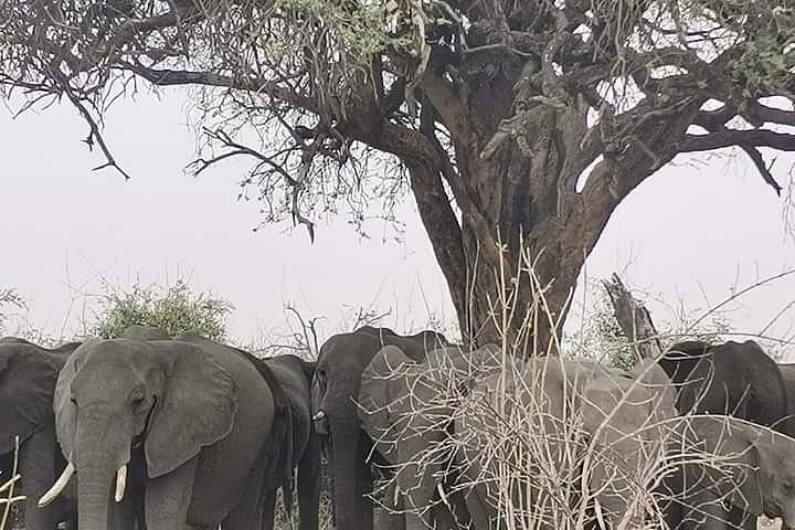 Chobe National Park Day Trip from Victoria Falls – Boat Safari & Game Drive photo 4