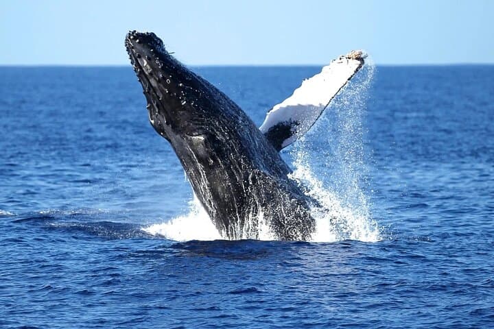 2-Hour Waikiki Whale Watching Cruise — Oahu Humpback Experience photo 3