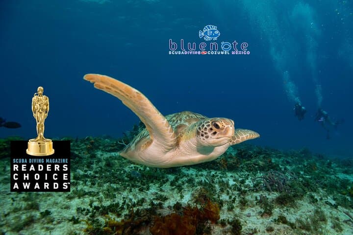 Cozumel Two‑Tank Morning Dive: Drift Reefs, Turtles & the Splendid Toadfish photo 3