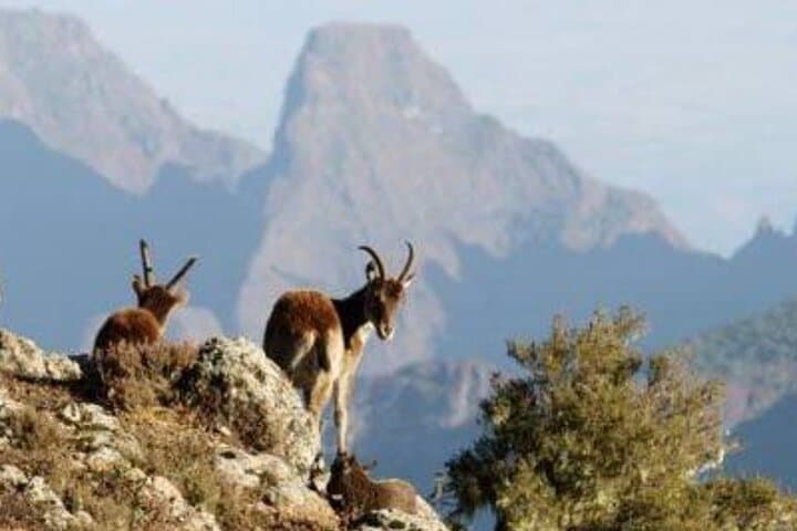 3-Day Simien Mountains Trek: Sankaber, Geech & Imet Gogo photo 2