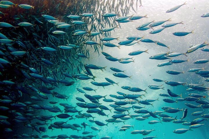Full-Day Oslob Whale Shark Encounter, Moalboal Sardines & Monkey Sanctuary from Cebu photo 6