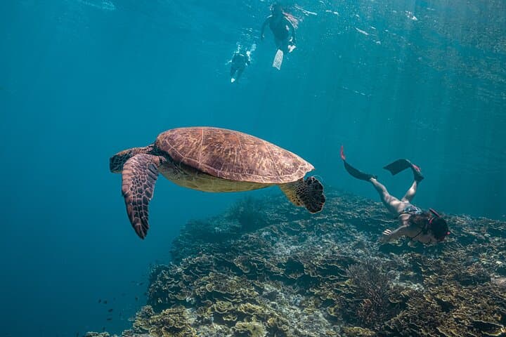 Full-Day Oslob Whale Shark Encounter, Moalboal Sardines & Monkey Sanctuary from Cebu photo 2