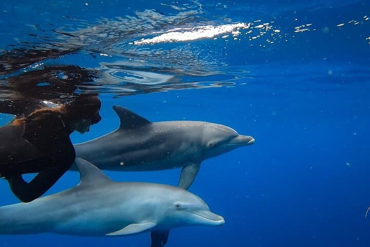 Ponta do Ouro Day Trip: Swim with Dolphins, Snorkel Reefs & Search for Whales photo 1