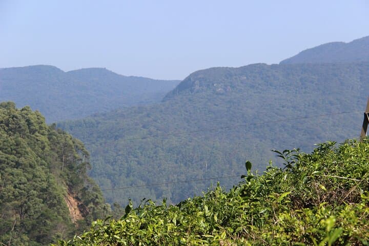 Nuwara Eliya Short Forest & Tea-Field Walk: A 3-Hour Private Hike photo 5