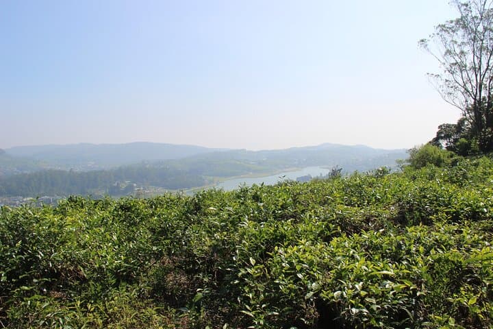 Nuwara Eliya Short Forest & Tea-Field Walk: A 3-Hour Private Hike photo 3