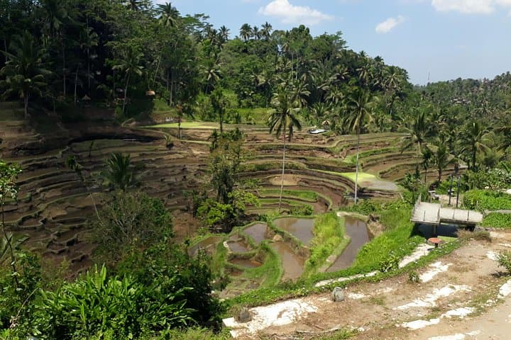 Ubud Countryside Swing & Tegalalang Rice Terraces: Private Day Tour