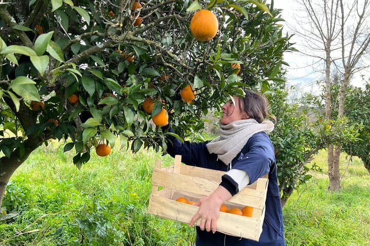 Organic Orange Picking & Jam Making in Silves — Farm-to-Table Algarve Experience