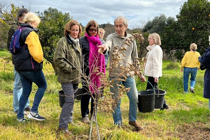 Organic Orange Picking & Jam Making in Silves — Farm-to-Table Algarve Experience photo 3