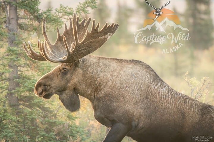 Master Alaska’s Wilderness: Private Full-Day Photography Workshop Near Fairbanks photo 3