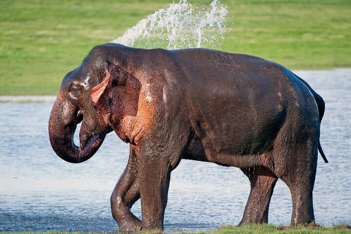 11-Day Sri Lanka Private Chauffeur Tour — Sigiriya, Kandy, Ella, Yala & Mirissa photo 2