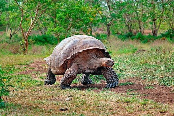 6-Day Galapagos Island Hopping: Snorkel with Tortoises & Explore Volcanic Shores photo 2