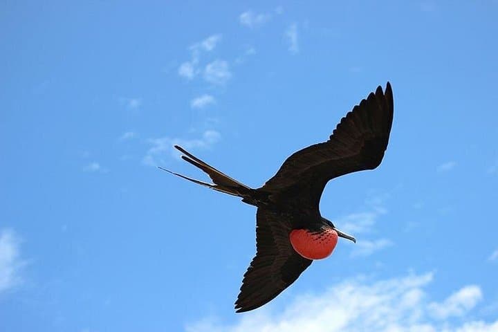6-Day Galapagos Island Hopping: Snorkel with Tortoises & Explore Volcanic Shores photo 3