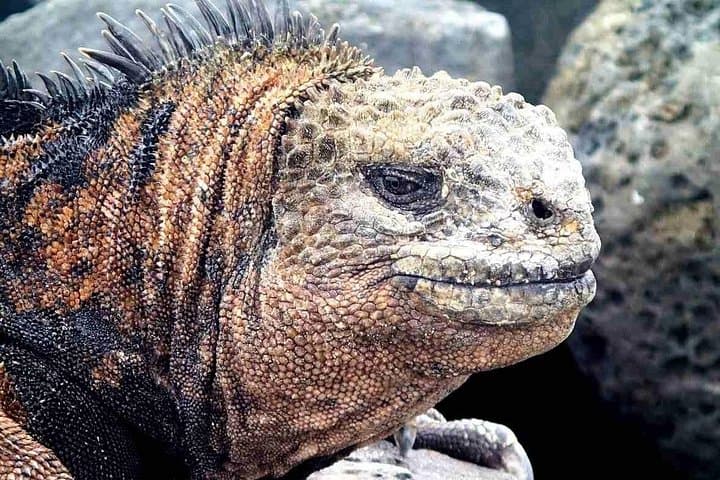 6-Day Galapagos Island Hopping: Snorkel with Tortoises & Explore Volcanic Shores photo 1