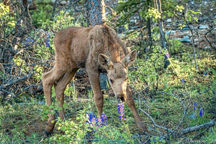 Master Alaska’s Wilderness: Private Full-Day Photography Workshop Near Fairbanks photo 6
