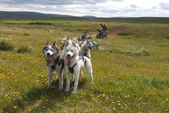 Siberian Husky Cart Ride at Myvatn — Dry-Land Dog Sledding in Iceland