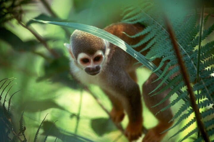 4-Day Archidona Amazon & Kichwa Community Lodge Tour