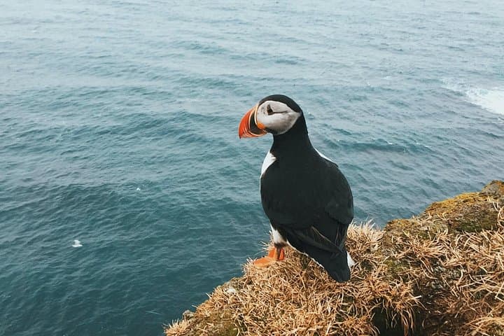 Private Westman Islands Tour from Reykjavik — Puffins, Belugas & Heimaey Highlights photo 3