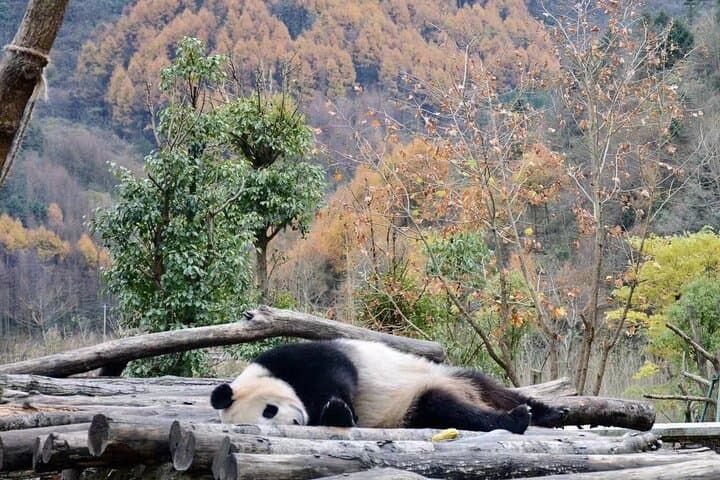 Wolong Pandas & Mt. Siguniang: Private 2-Day Nature Escape photo 2