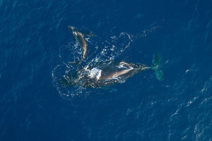 Morning Whale Watch from Lahaina Harbor: Best Time to See Humpbacks photo 2