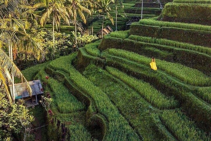 Ubud Monkey Forest, Tirta Empul & Mount Batur Hot Springs Day Tour photo 2