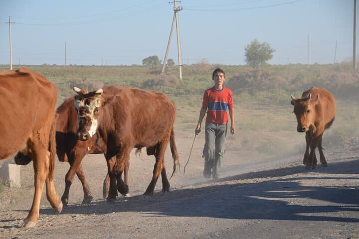 Kolkhoz Private Visit to Cotton Farmers' Village near Samarkand photo 6