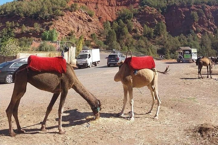 Ourika Valley Day Trip from Marrakech: Waterfalls, Berber Villages & Atlas Views photo 4