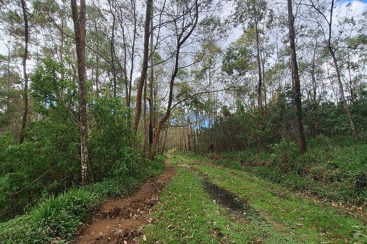 Nuwara Eliya Short Forest & Tea-Field Walk: A 3-Hour Private Hike photo 2